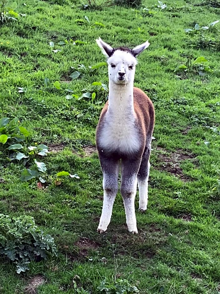 Chart House Bed and Breakfast