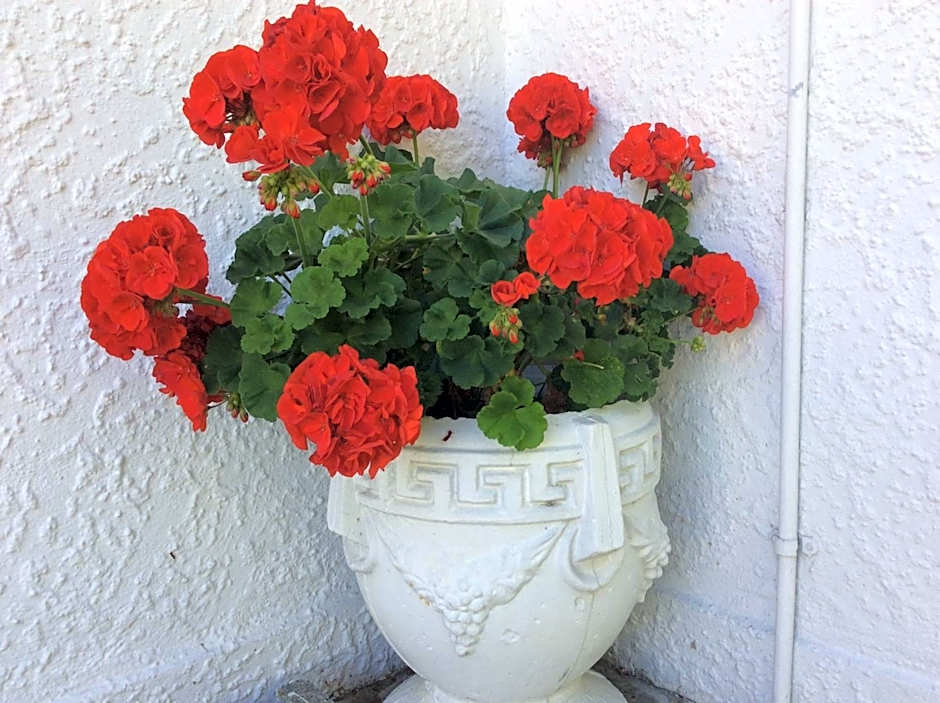 Waimarie on Riverside Motel & Apartments