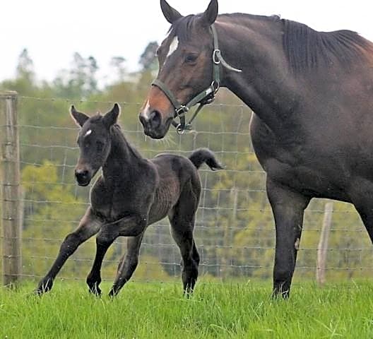 Three Chimneys Farm Accommodation