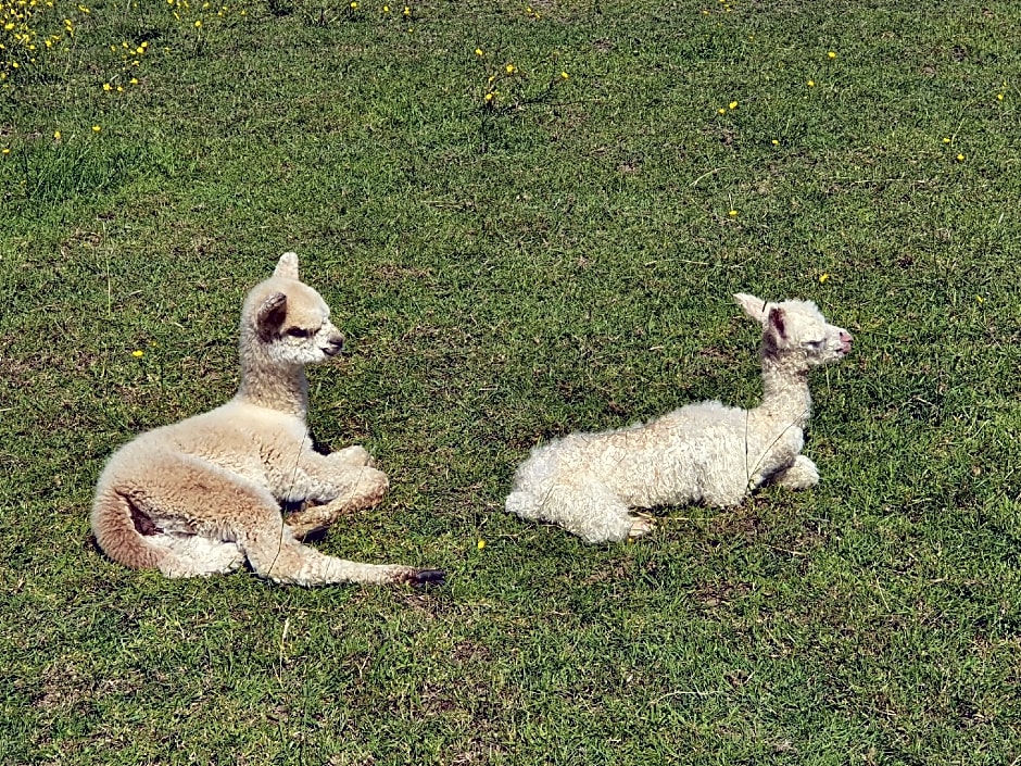 Dartmoor Reach Alpaca Farm