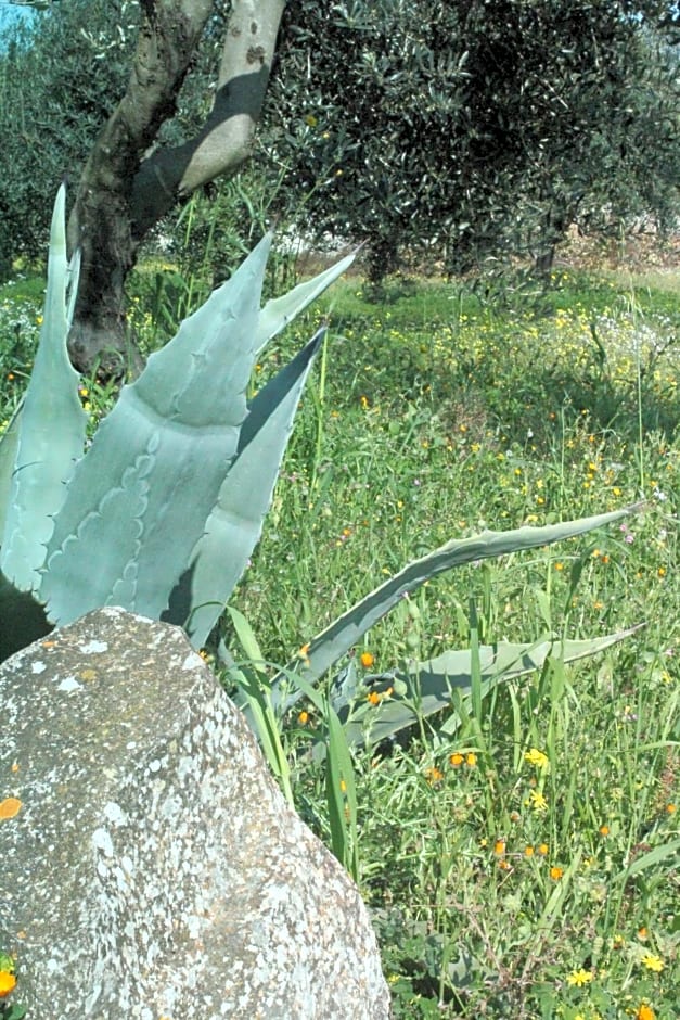 Piccolo Ulivo B&B Salento