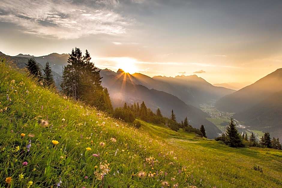 Rosa Canina Superior