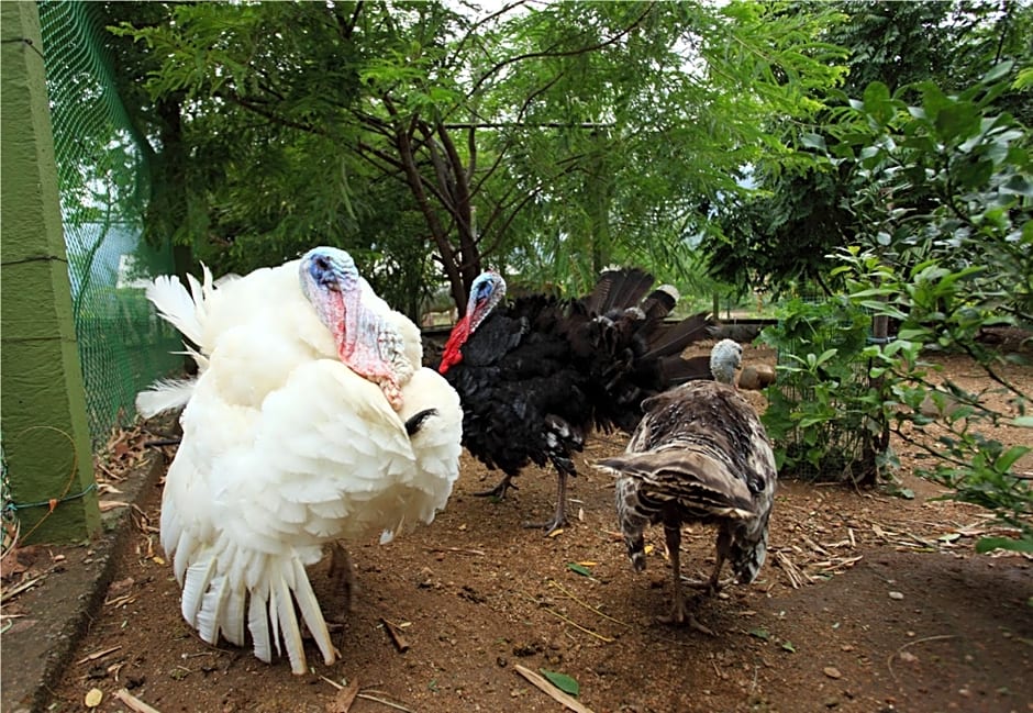 Harvest Fresh Farms Home Stay