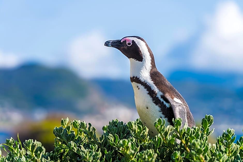 Simon's Town Quayside Hotel