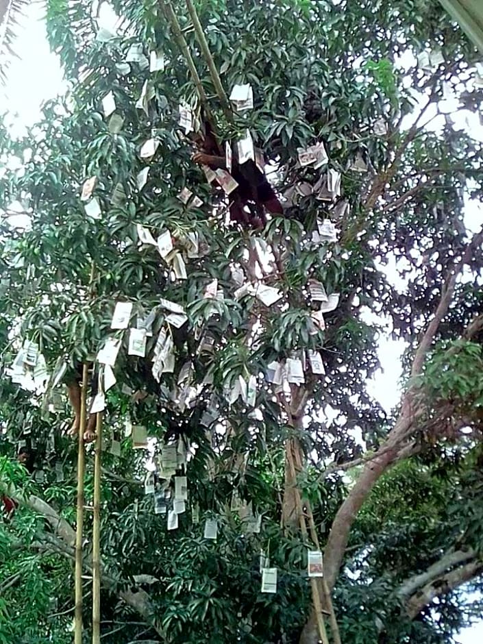 Balai Mariacaria Pension House