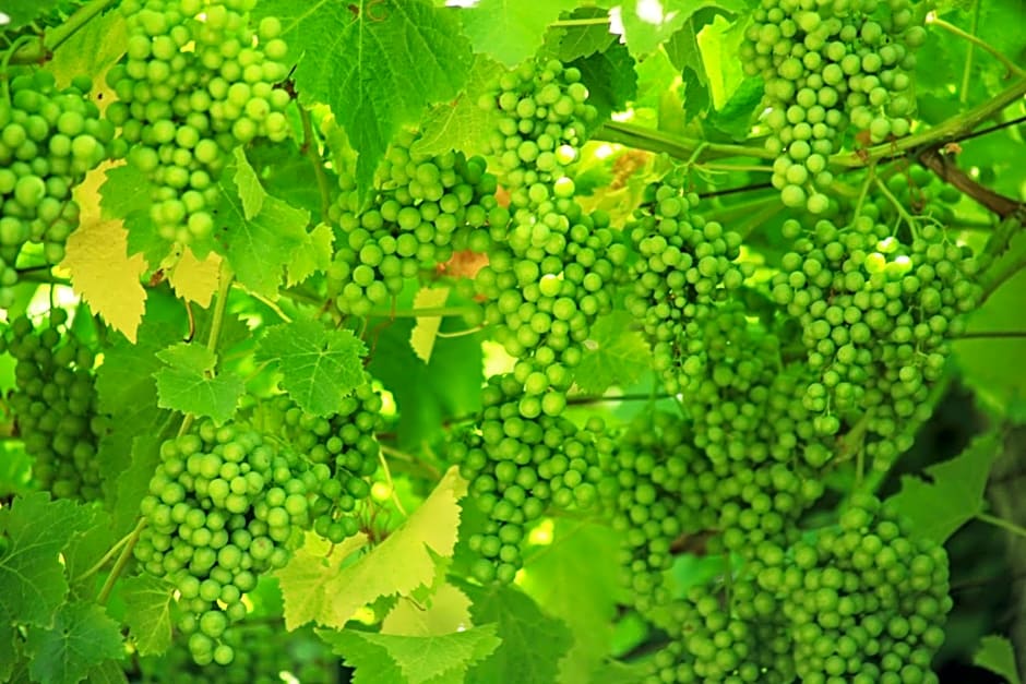 Tannerhof Bed & Breakfast