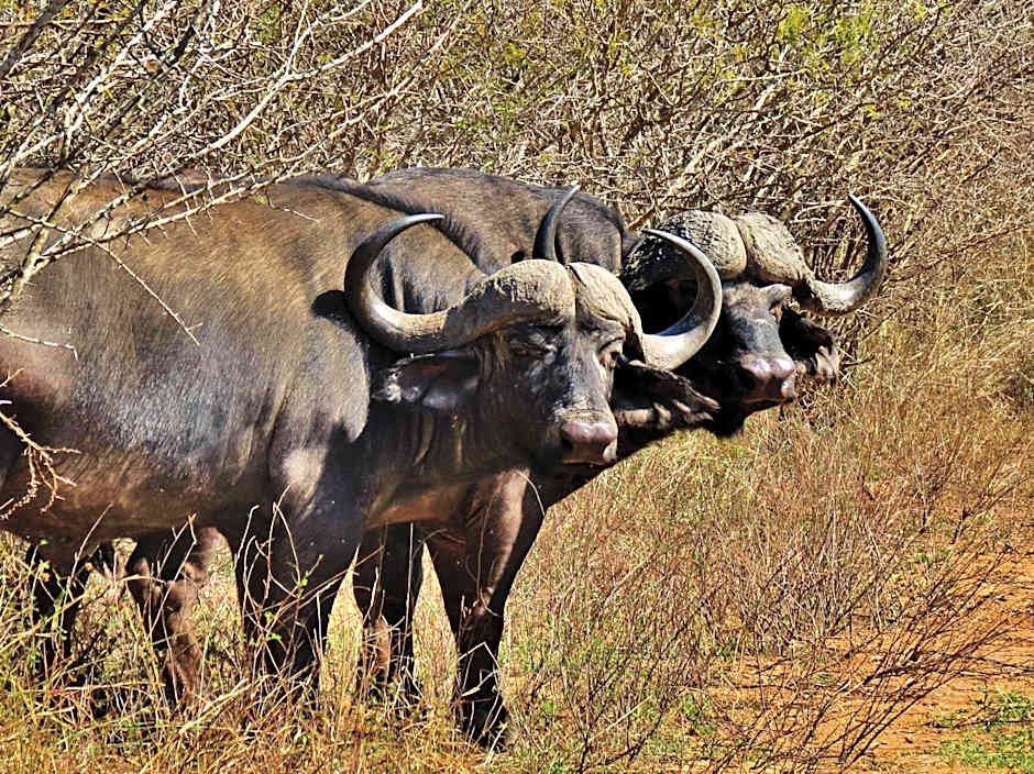 Wielewaal Bush Lodge