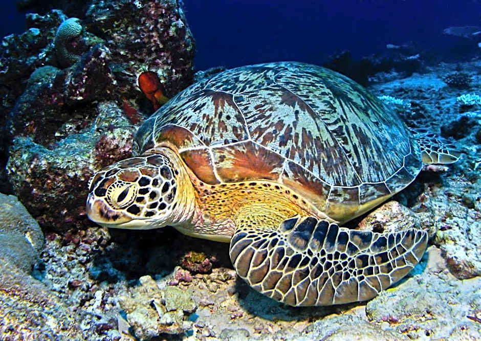 Manta Reserve