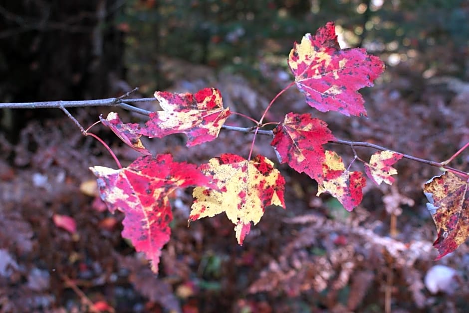 Top of Algonquin Bed and Breakfast