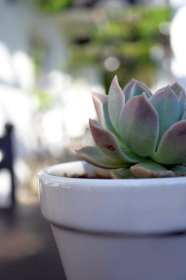 Lemon & Lime Guesthouse