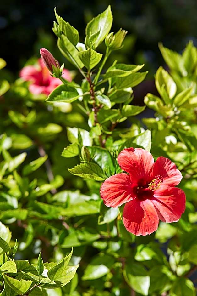 Alakapi Hotel & Villas