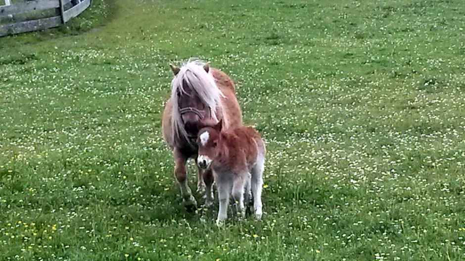 Hotel Hammerwirt - Forellenhof