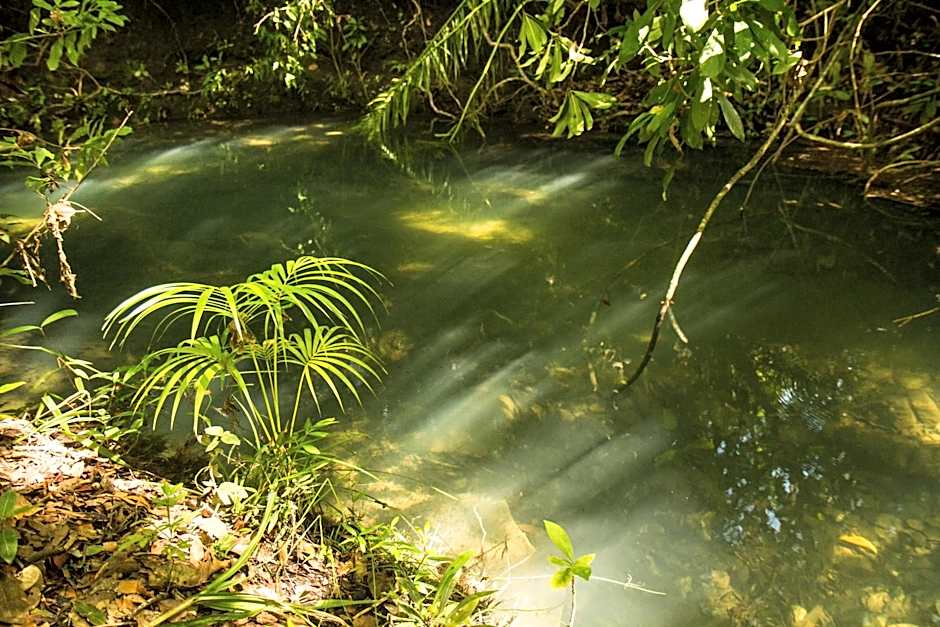 Raizando Ecologia Humana