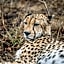 Tshukudu Game Lodge