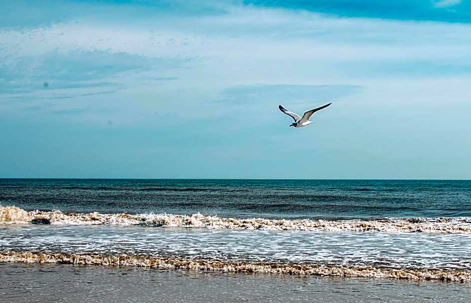 Bluebird Dennisport