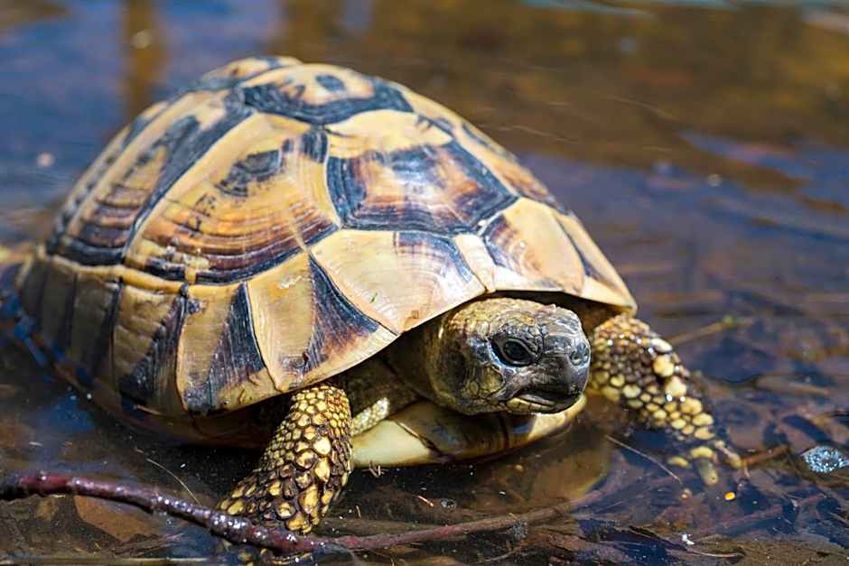 L'Adele Bed & Breakfast