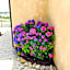 B&B 8380 Saturnia Terme