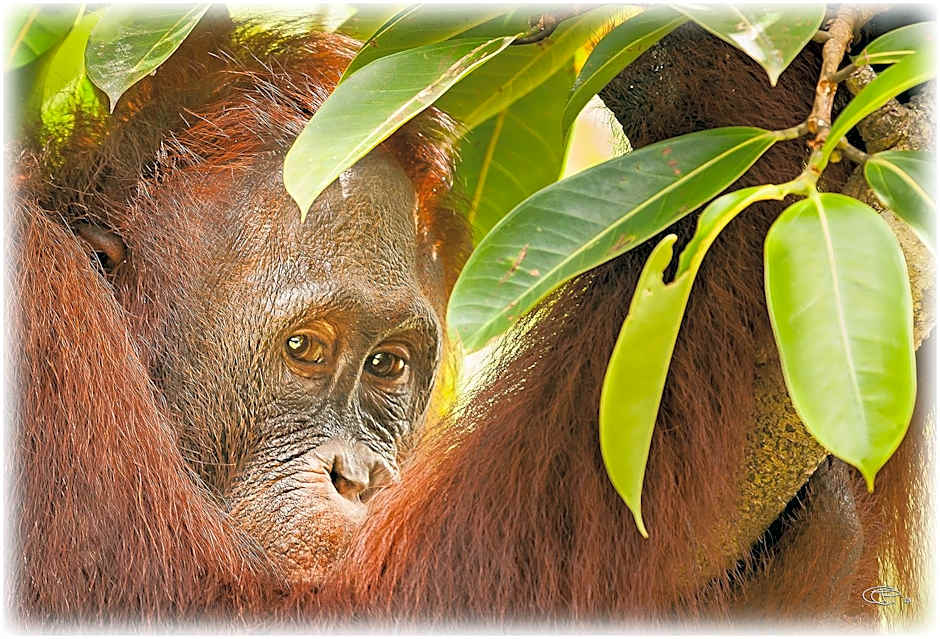 Rimba Orangutan Eco Lodge