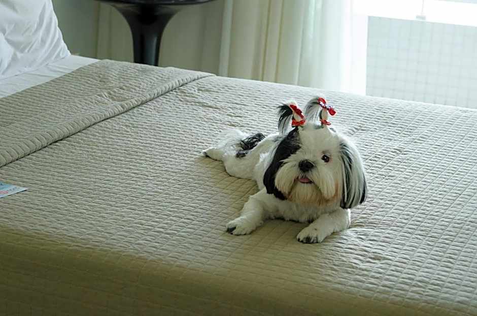 Nord Easy Green Sunset