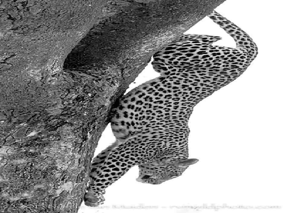 Madikwe Hills Private Game Lodge