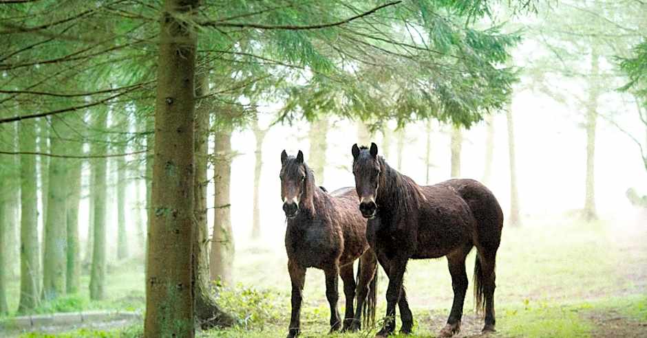 Drovers Rest Farm Stay