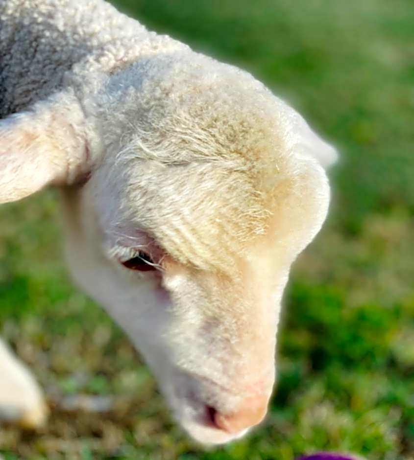 Sandalwood Downs Fabulous Farm Stay TOODYAY