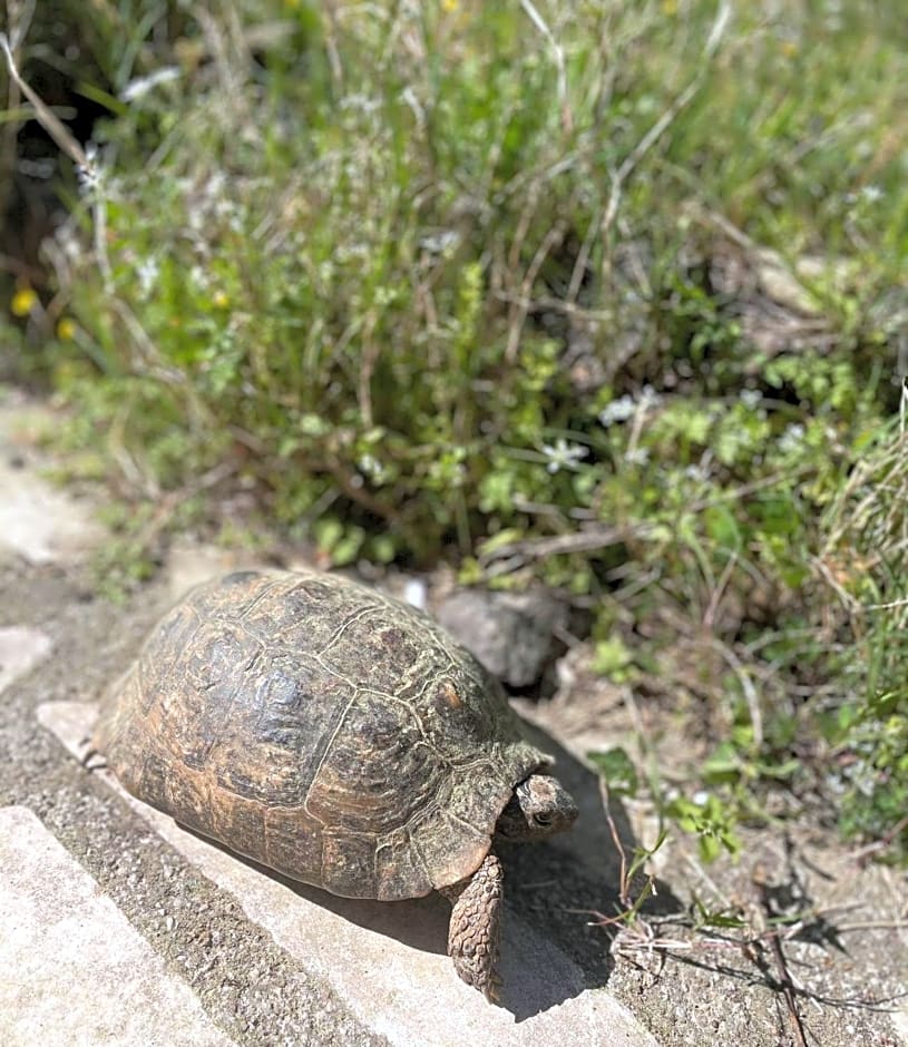 Olympos Angels Garden