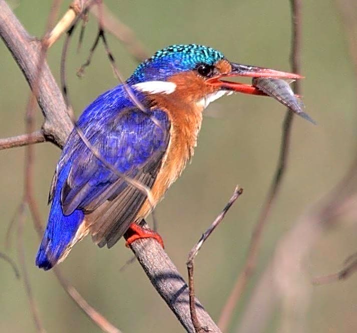 Black Rhino Game Lodge