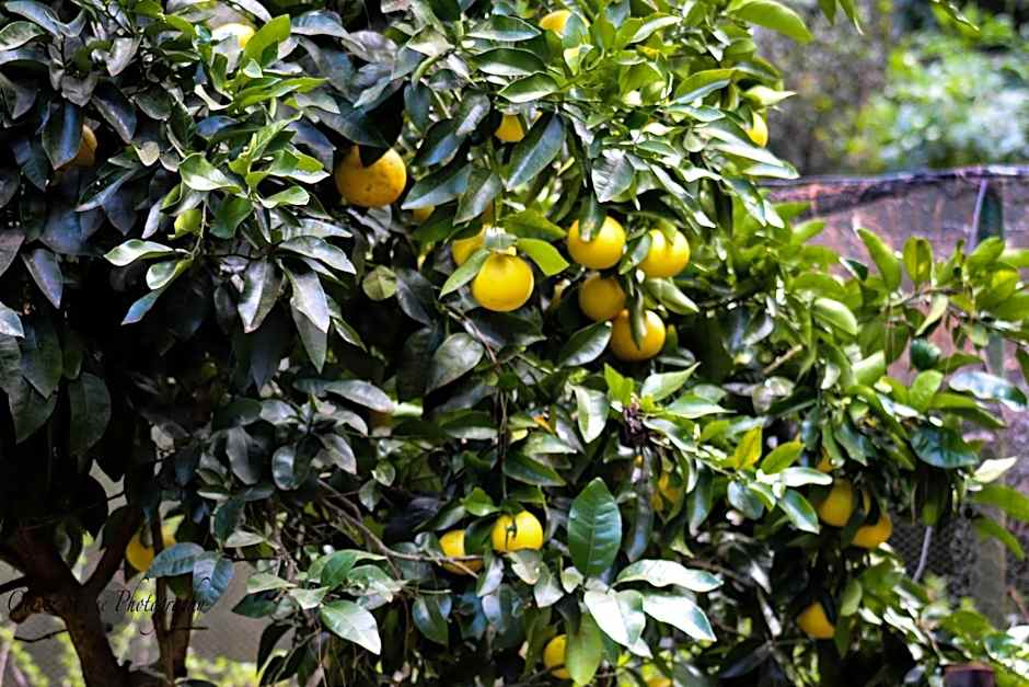 Tomah Retreat - Studio BREATHE with fireplace