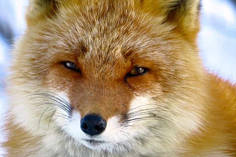 Traveler's Inn Asanebo