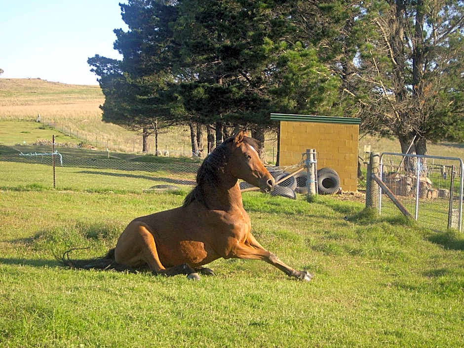 ALPINE COUNTRY MOTEL plus FREE COFFEE