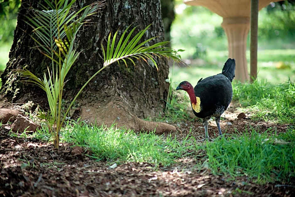 Mt Glorious Getaways