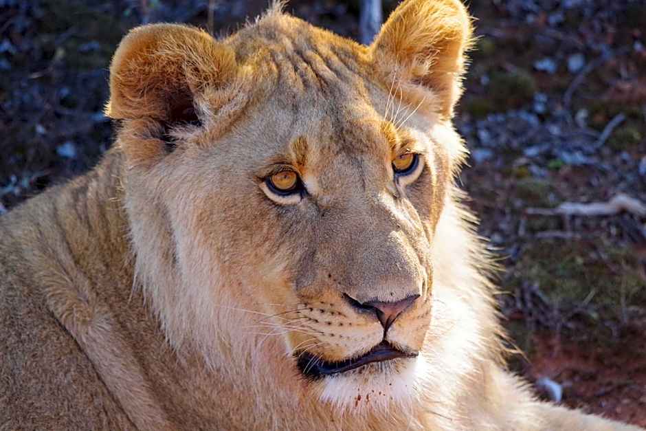 Buffelsdrift Game Lodge and Hotel