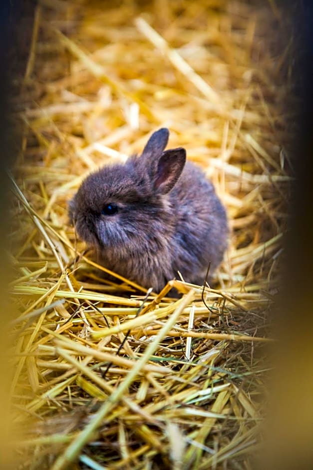 Ferienhütte Hoitahüttl