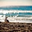 Sandcastles On Currumbin Beach