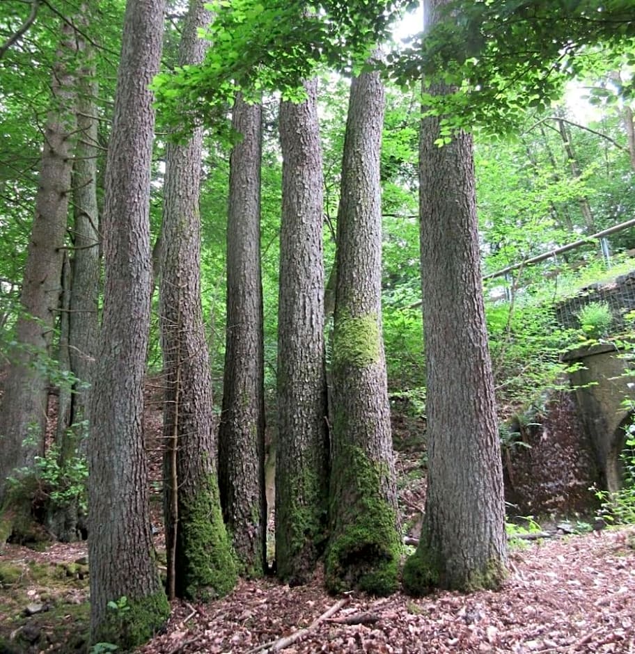 FeWo Landhaus Ederlust HeilungsRäume eV
