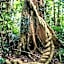 Chambers Wildlife Rainforest Lodges