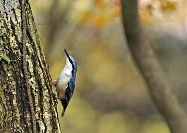 La Forest De Nome Karuizawa
