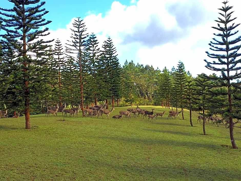 Bubble Lodge Bois Chéri Plantation