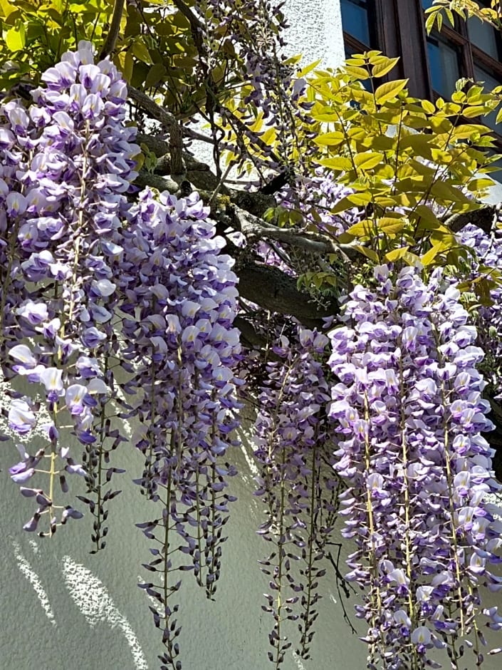 Les Glycines de Monchy- Chambres d'hôtes