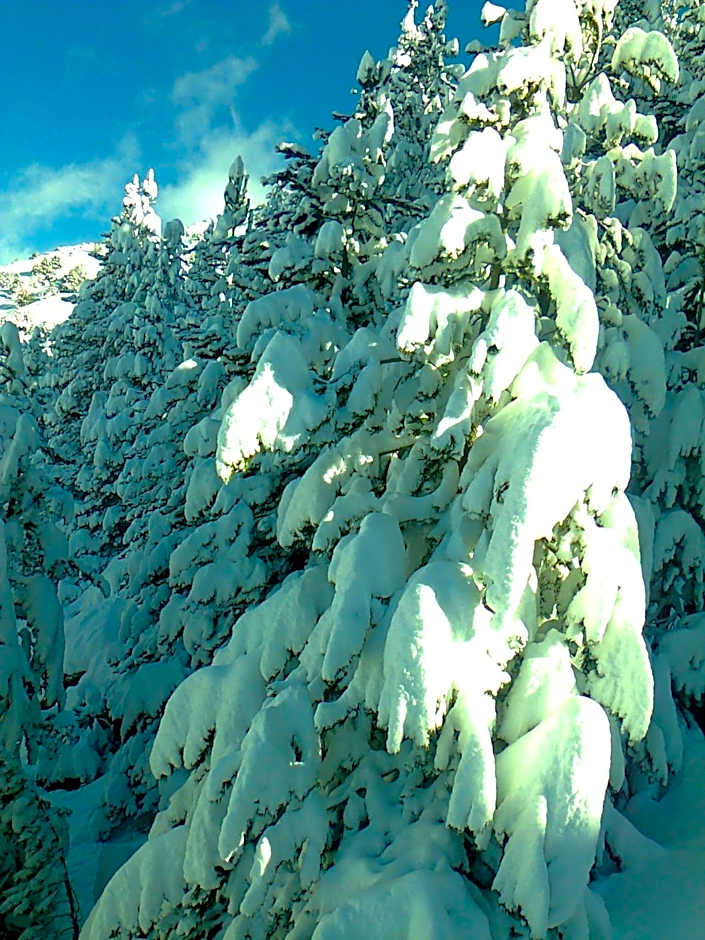 Albergue Pájaro Loco