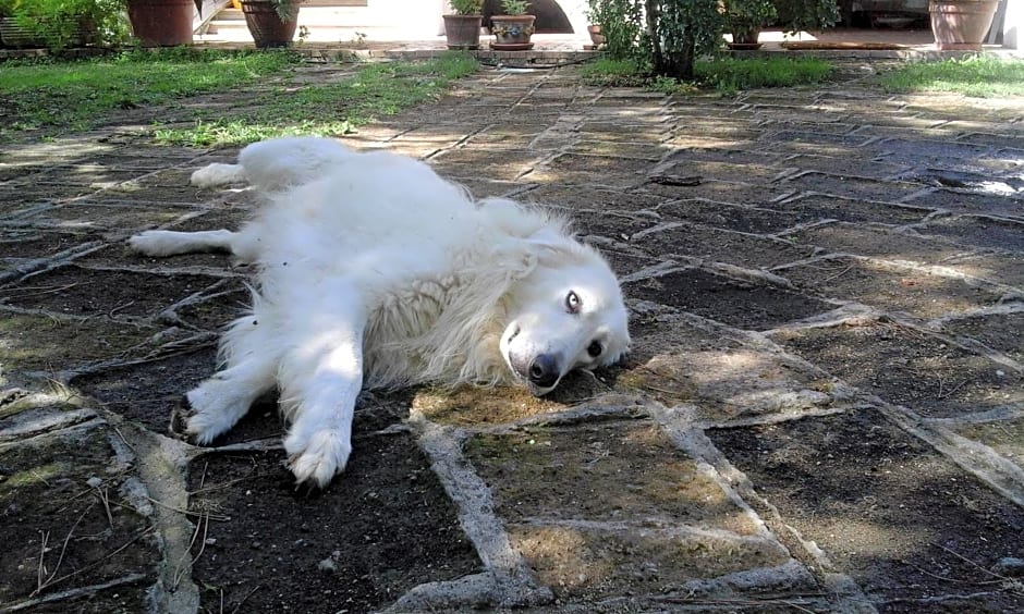 Poderi di Tragliatella
