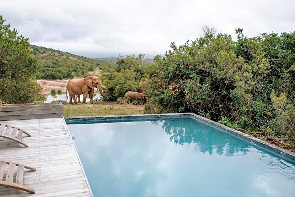 Bukela Game Lodge - Amakhala Game Reserve