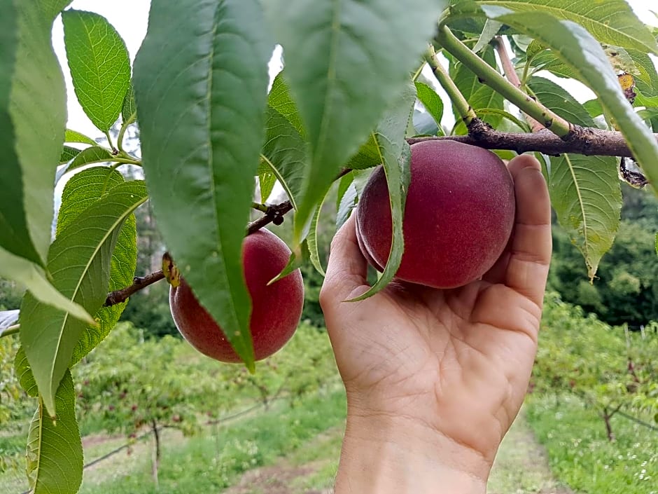 AGRITURISMO La Giasena