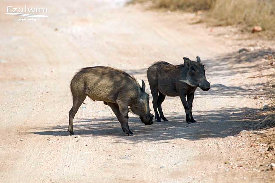 Ezulwini Game Lodges