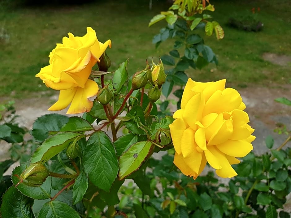 La Minoterie - Studio avec kitchenette et Chambre d'hôtes