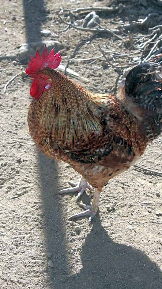 Casa da Avó Miquinhas