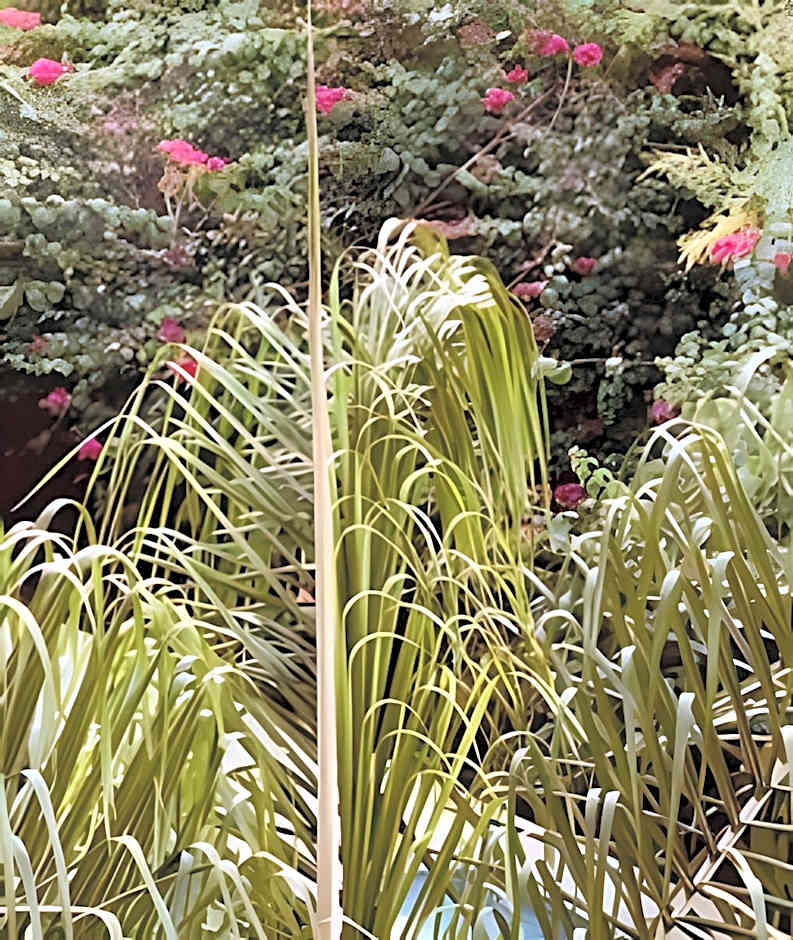 Bouganville Studio Brasília.