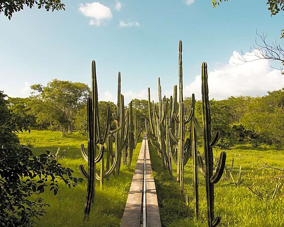Hacienda San Antonio Millet