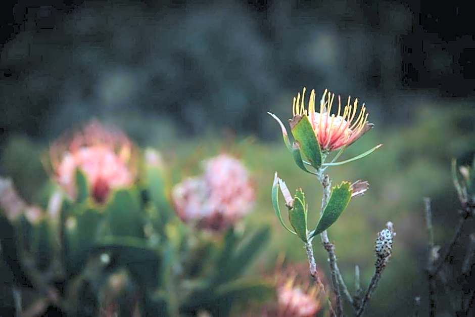 Misty Mountain Reserve